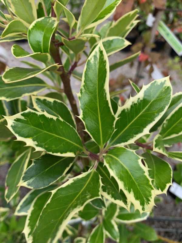 Ilex aquifolium 'Handsworth New Silver'