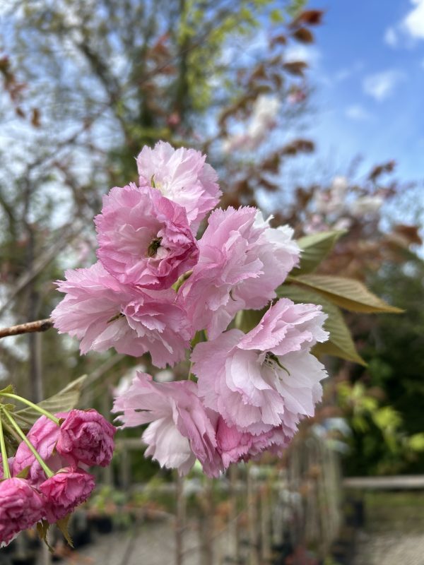 Prunus 'Pink Perfection'