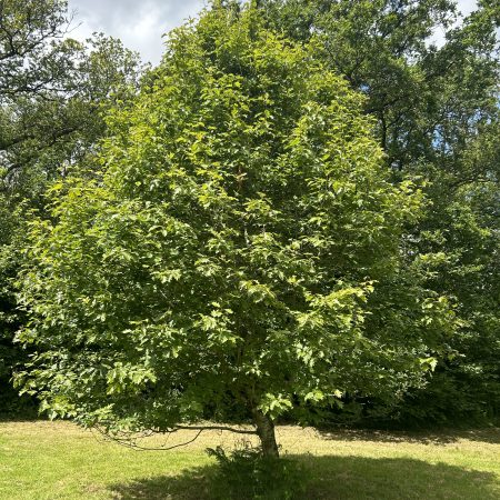 Sorbus torminalis - Wild Service Tree