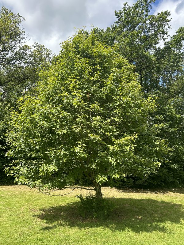 Sorbus torminalis - Wild Service Tree