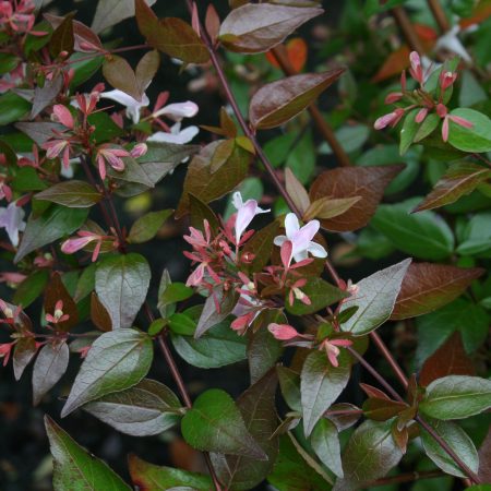 Abelia grandiflora