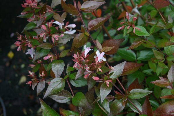 Abelia grandiflora