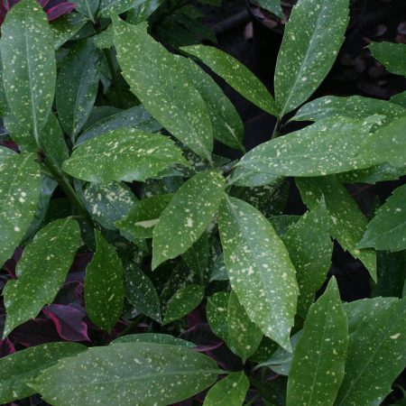 Aucuba Japonica Crotonifolia & other varieties