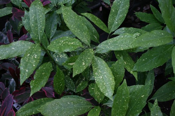 Aucuba Japonica Crotonifolia & other varieties