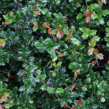 Berberis Darwinii