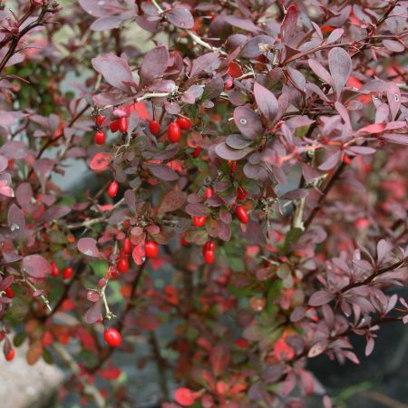 Berberis thunbergii Atropurpurea