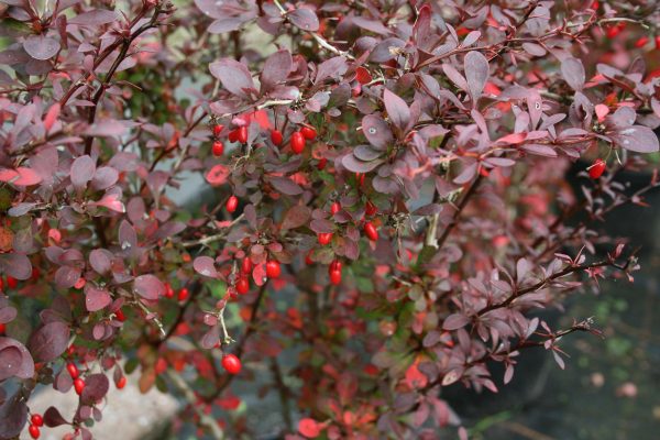 Berberis thunbergii Atropurpurea