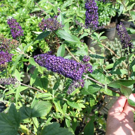 Buddleja Black Knight