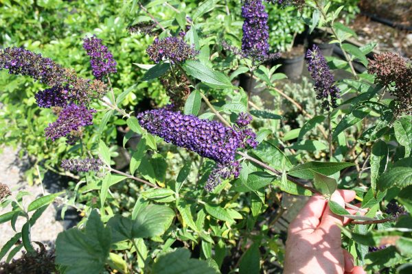 Buddleja Black Knight