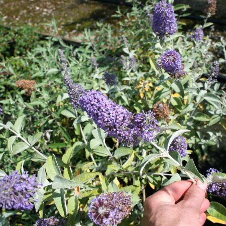 Buddleja Lochinch