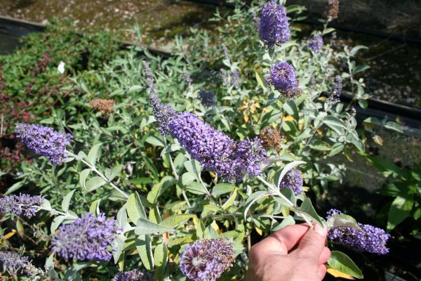 Buddleja Lochinch