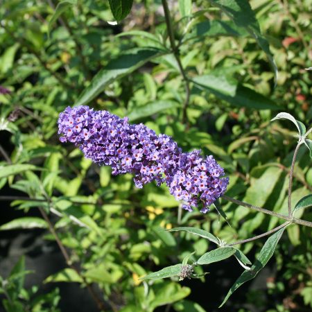 Buddleja Nanho Blue