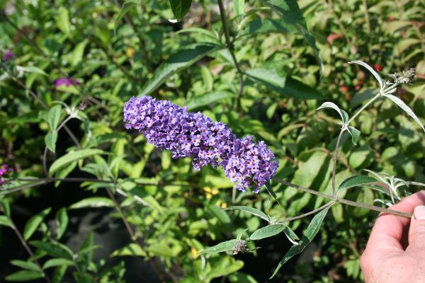 Buddleja Nanho Blue