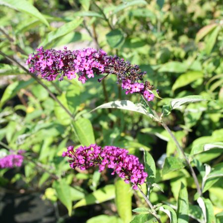 Buddleja Royal Red