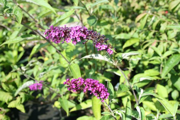 Buddleja Royal Red