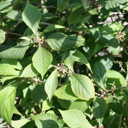 Callicarpa bodinieri Profusion