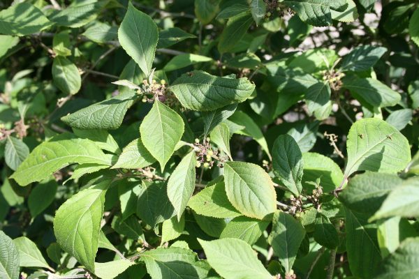 Callicarpa bodinieri Profusion