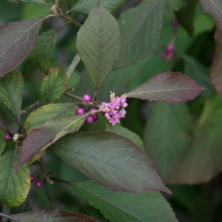 Callicarpa bodinieri Profusion