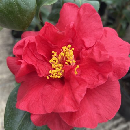 Camelia varieties