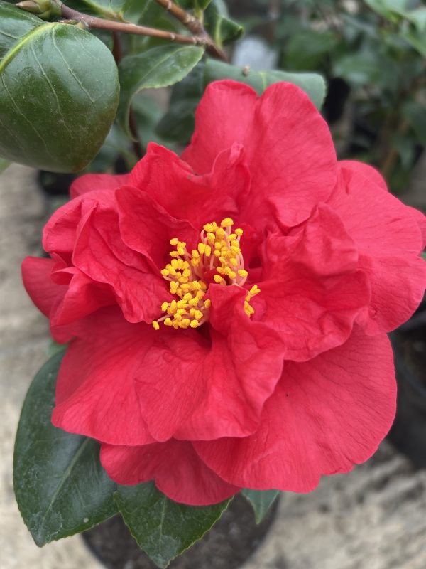 Camelia varieties