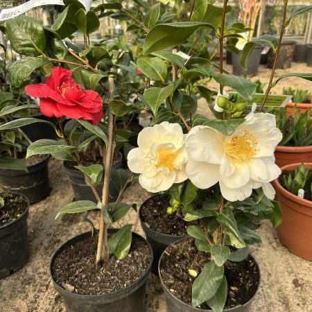 Camellia varieties