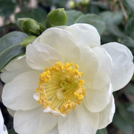 Camelia varieties - Image 3