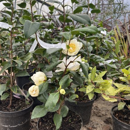 Camelia varieties - Image 4