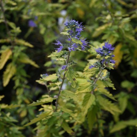 Caryopteris clandonensis varieties