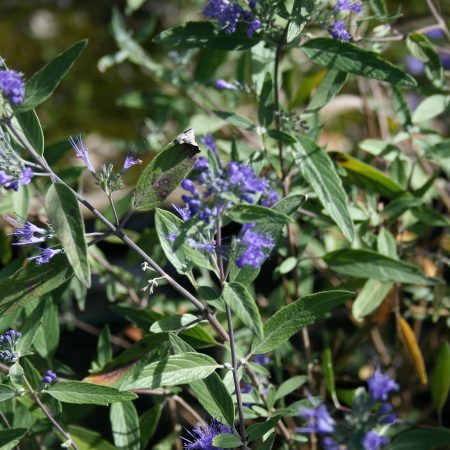 Caryopteris clandonensis varieties