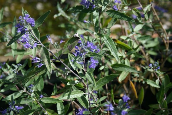 Caryopteris clandonensis varieties