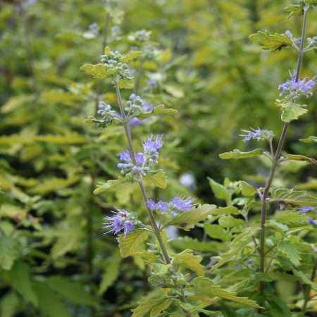 Caryopteris clandonensis varieties