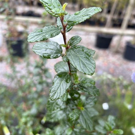 Ceanothus Burkwoodii