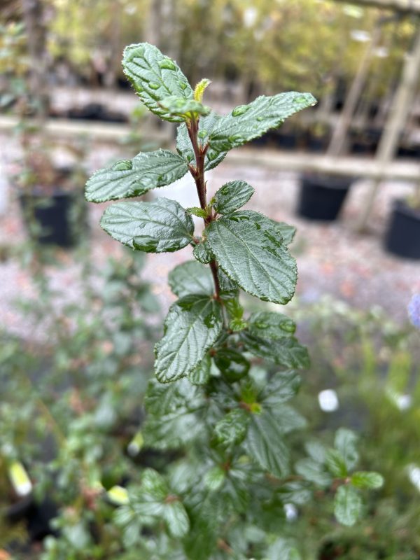 Ceanothus Burkwoodii