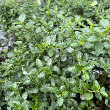 Ceanothus thyrsiflorus Repens