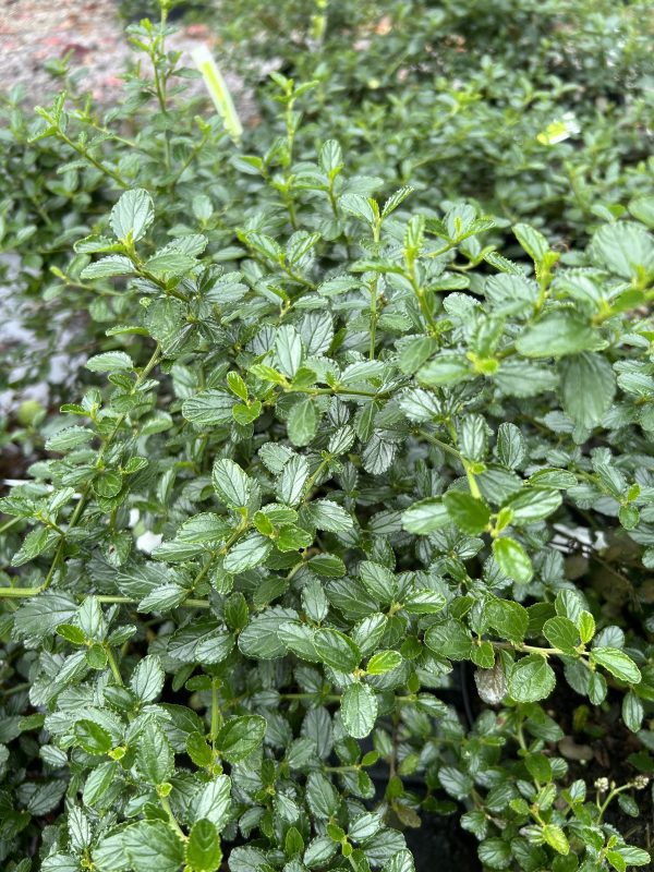 Ceanothus thyrsiflorus Repens