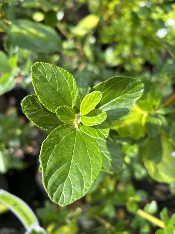 Ceanothus Trewithen Blue