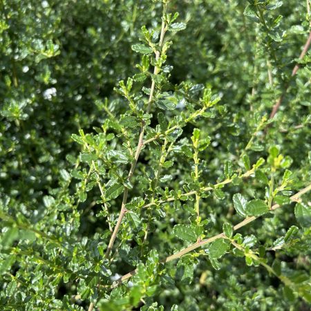 Ceanothus Italian Skies