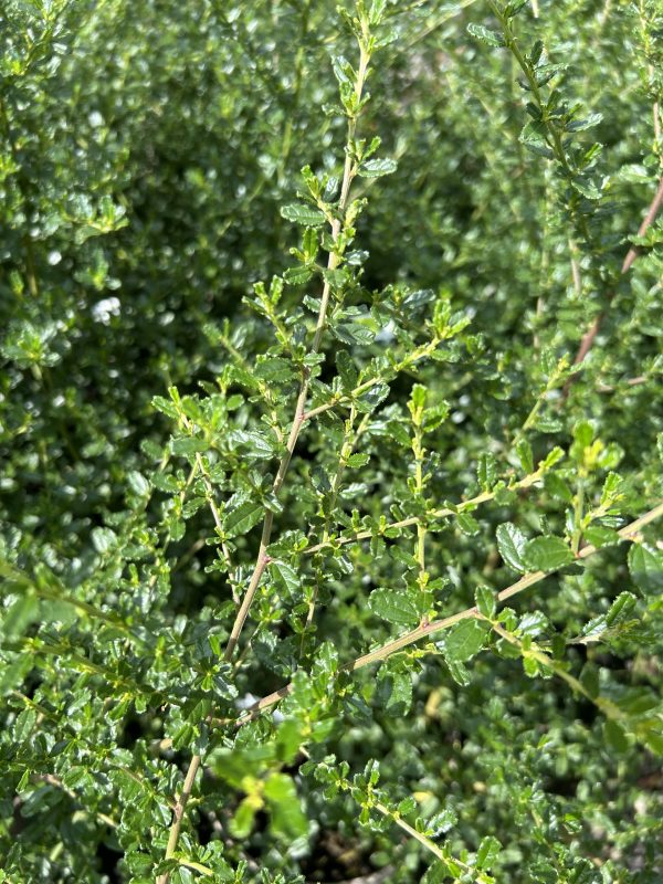 Ceanothus Italian Skies