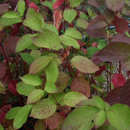 Cornus alba Sibirica