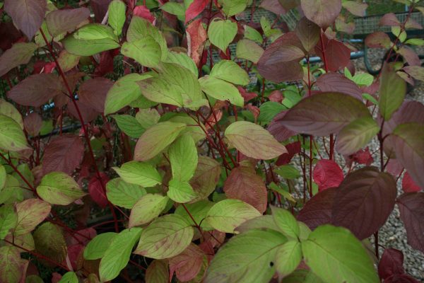 Cornus alba Sibirica