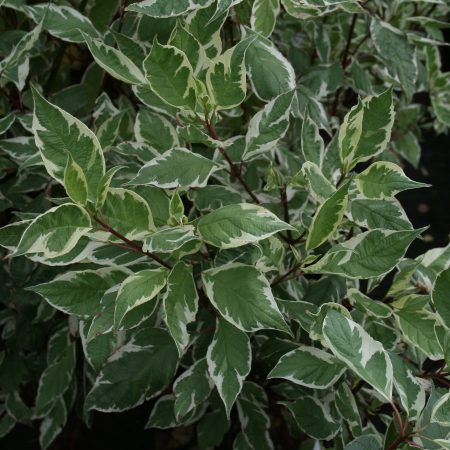 Cornus alba Elegantissima