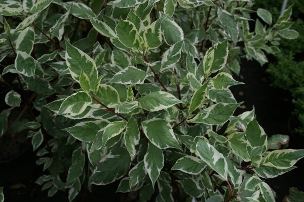 Cornus alba Elegantissima