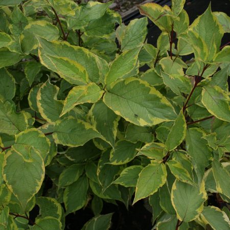 Cornus alba Spaethii