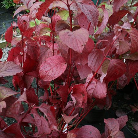 Cornus alba Westonbirt