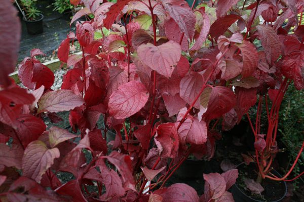 Cornus alba Westonbirt