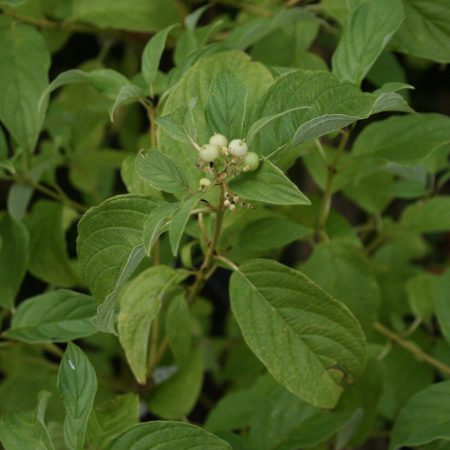 Cornus stolonifera Flaviramea