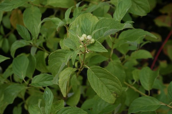 Cornus stolonifera Flaviramea