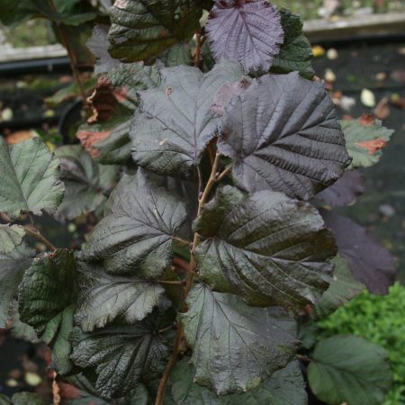 Corylus maxima Purpurea