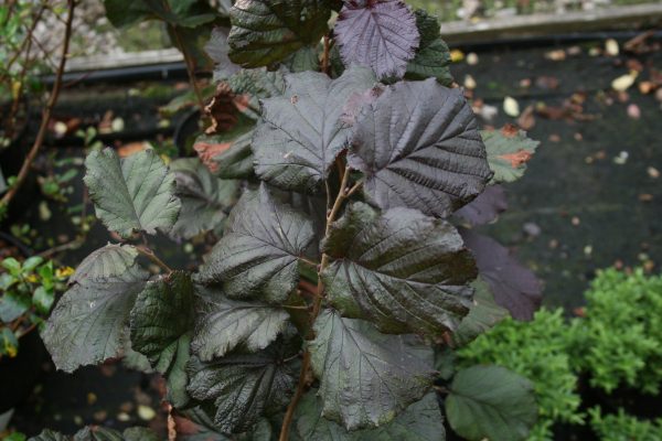 Corylus maxima Purpurea