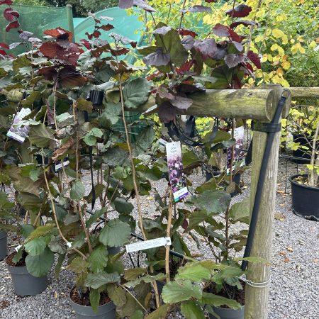 Corylus maxima 'Purpurea'